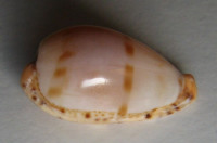 Cypraea boucheti, (Lorenz 2002)