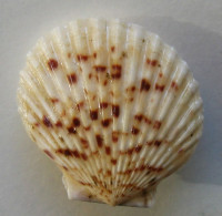 Haumea loxoides  (G. B. Sowerby III, 1882)