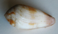 Conus tenuistriatus , G. B. Sowerby II, 1858