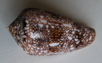 Conus textile textilinus, Kiener, 1845