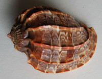 Harpa cabriti, Fischer, 1860