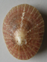 Cymbula miniata, Born, 1778