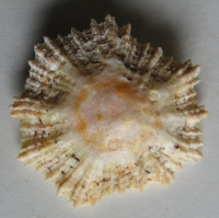 Patella flexuosa   Quoy, J.R.C. & Gaimard,J.P., 1834