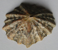 Patella granatina , Linneaus, 1758