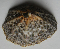 Patella granatina , Linneaus, 1758