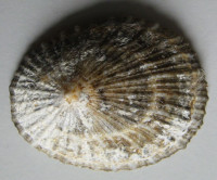 Patella safiana , Lamarck, J.B.P., 1819