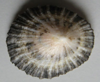 Patella safiana 1)  Lamarck, J.B.P., 1819