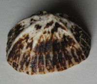 Patelloida saccharina f. lanx  (L.A. Reeve, 1855)
