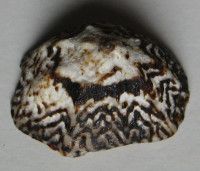 Patelloida saccharina f. lanx  1) (L.A. Reeve, 1855)