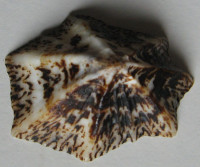 Patelloida saccharina Linné, 1758