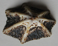 Patelloida saccharina 1)  Linné, 1758