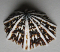 Siphonaria sipho  Sowerby I., 1823