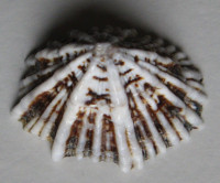 Siphonaria sipho 1)   Sowerby I., 1823