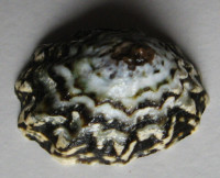 Scurria zebrina  (Lesson, 1831) 	