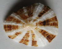 Patella ulyssiponensis , Gmelin, 1791