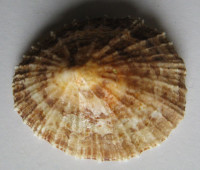 Scutellastra tabularis  (Krauss, 1848)