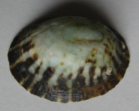 Nipponacmea fuscoviridis  Teramachi, 1949