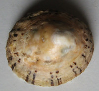 Cellana ornata  (Dillwyn, 1817)