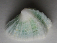 Montfortista panhi , (Quoy & Gaimard, 1834)