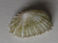 Montfortula rugosa  (Quoy & Gaimard, 1834)