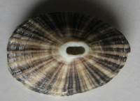 Fissurella gemmata  Menke, 1847