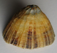 Patella vulgata 1) Linné, 1758