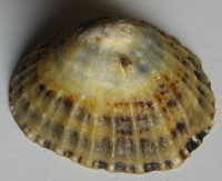 Patella vulgata 2)  Linné, 1758