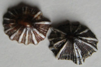 Siphonaria normalis , Gould, A. A. (1846)