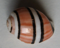 Aplustrum exquisita, Voskuil, 1995