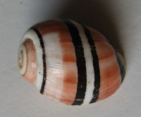 Aplustrum exquisita 2) Voskuil, 1995