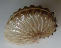 Argonauta hians, Lighfoot, 1786