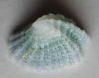 Montfortista panhi , (Quoy & Gaimard, 1834)