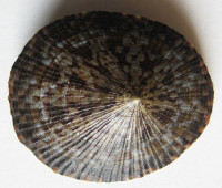 Patella testudinaria   Linnaeus, 1758