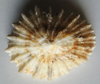 Patella barbara , Linneaus, 1758