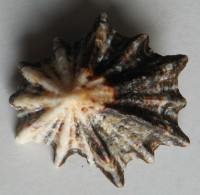 Patella longicosta, Lamarck, 1819