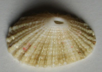 Diodora gibberula (Lamarck, 1822)