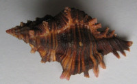 Chicoreus maurus, (Broderip, W.J., 1833)