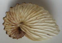 Argonauta hians, Lighfoot, 1786