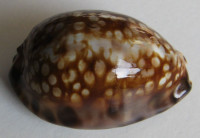 Cypraea maculifera martybealsi derkai, Lorenz, 2017