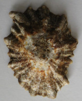 Patella oculus, Born, 1778