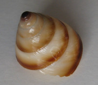 Sasakina plesseni,  Rensch, 1938