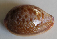 Cypraea helvola hawaiensis, Melvill, 1888 