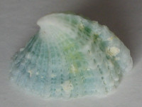 Montfortista panhi , (Quoy & Gaimard, 1834)