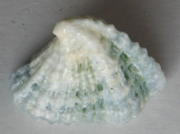 Montfortista panhi 1)  (Quoy & Gaimard, 1834)