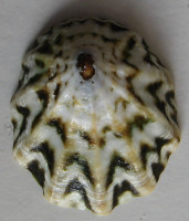 Scurria zebrina  (Lesson, 1831) 	