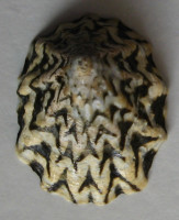 Scurria zebrina 1)  (Lesson, 1831)  	