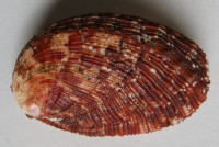 Haliotis tuberculata coccinea , Reeve,1846