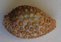 Jeneria pustulata, (Lightfoot, 1786)