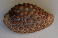 Jeneria pustulata 1)  (Lightfood, 1786)