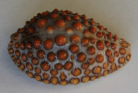 Jeneria pustulata 2)  (Lightfood, 1786)